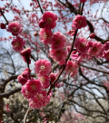 风停在桃花树上