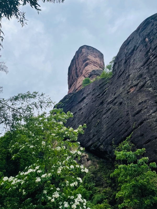 翠微油桐