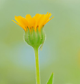 十里桃花，无关风月