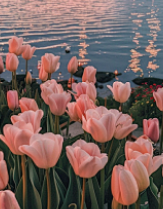 爱情，在百万美金面前